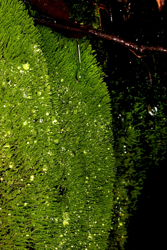 Moss 2 